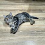 Как мы выбирали ламинат для кота